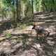 Illustration for article titled Toby exploring Denton, TX